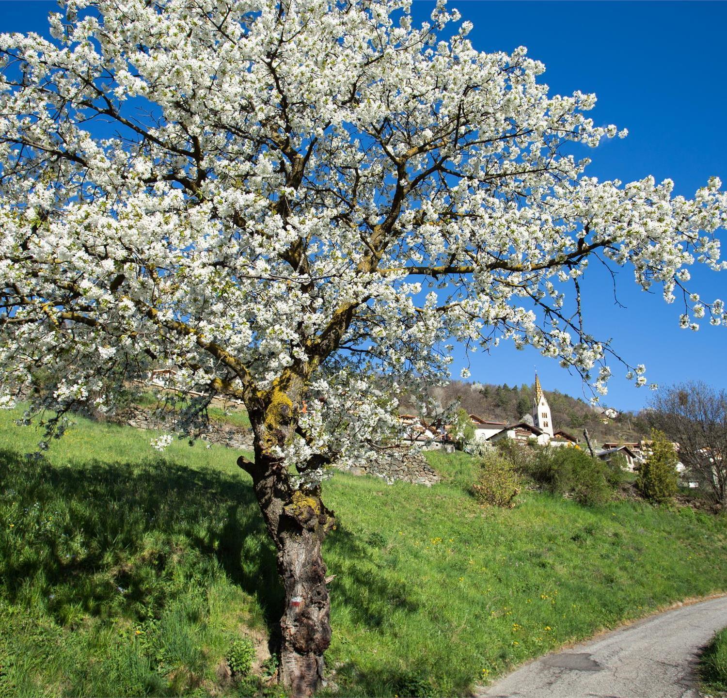 Foto für Geführte Zwetschkenblütenwanderung in Barbian mit Einkehr im Saubacherhof